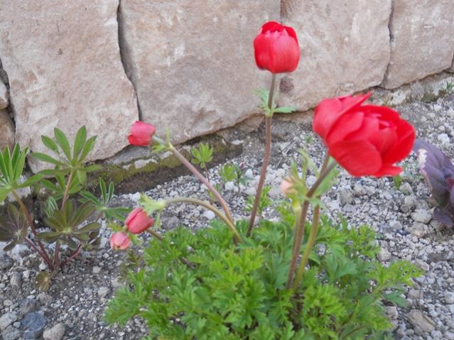 Name:  DSCN5716.jpg
Views: 650
Size:  62.1 KB
