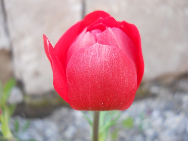 Name:  DSCN5717.JPG
Views: 693
Size:  65.2 KB