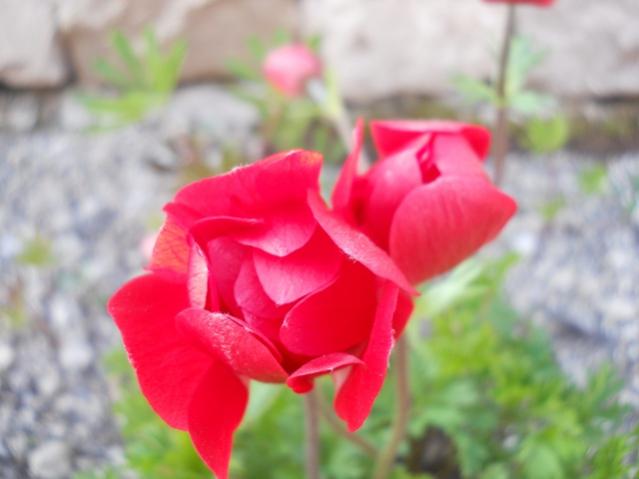 Name:  DSCN5718.jpg
Views: 665
Size:  29.1 KB