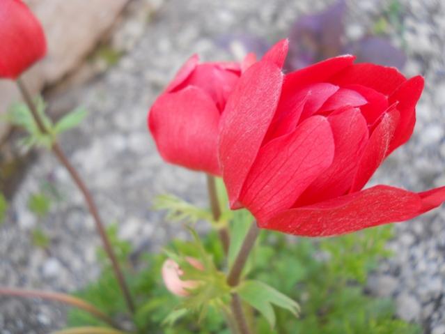 Name:  DSCN5719.jpg
Views: 661
Size:  31.7 KB