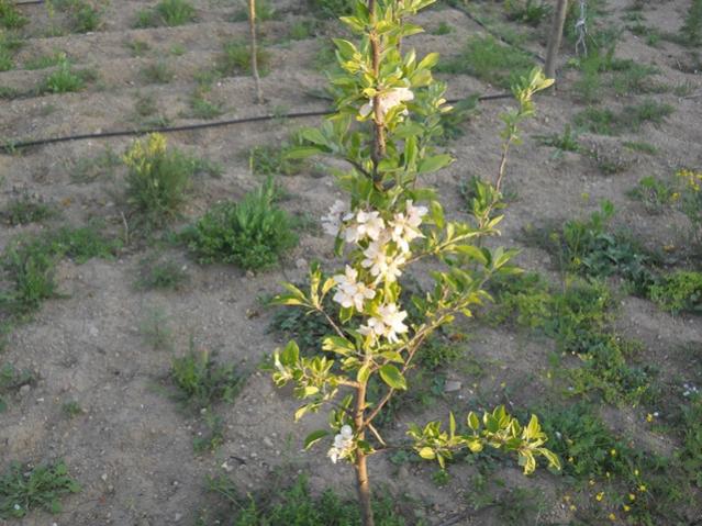 Name:  DSCN5731.jpg
Views: 644
Size:  60.2 KB