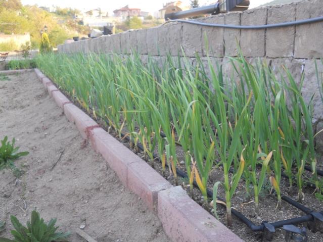 Name:  DSCN5733.jpg
Views: 645
Size:  54.3 KB