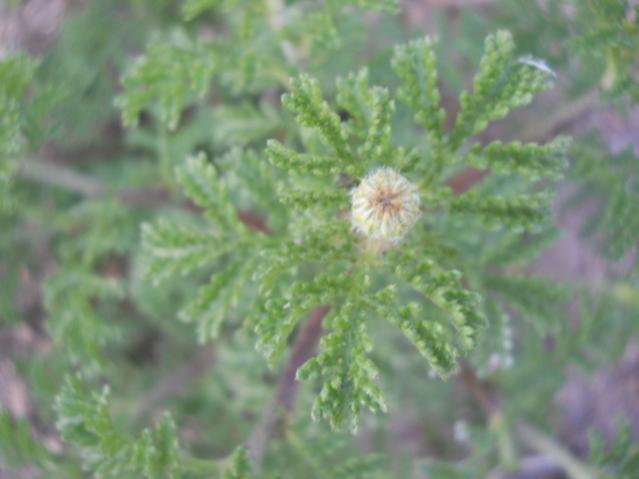 Name:  DSCN5746.jpg
Views: 983
Size:  30.2 KB
