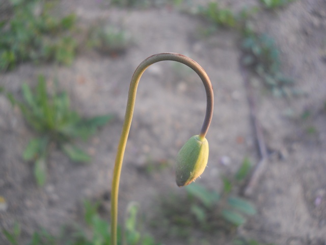Name:  DSCN5739.JPG
Views: 980
Size:  60.2 KB