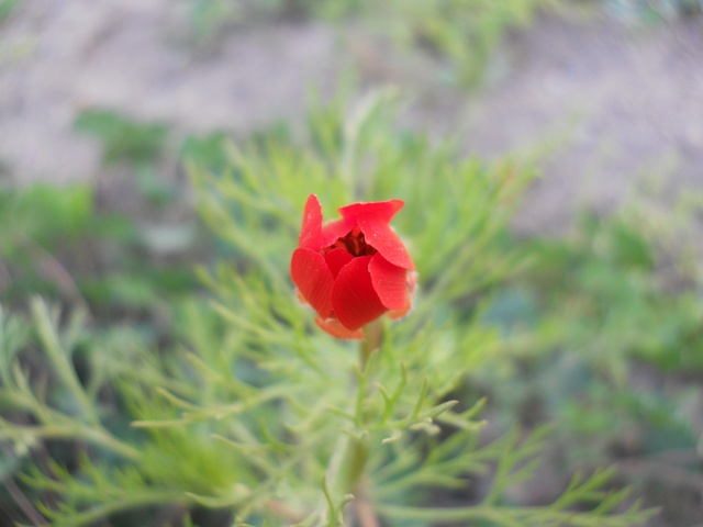 Name:  DSCN5738.JPG
Views: 1584
Size:  67.0 KB