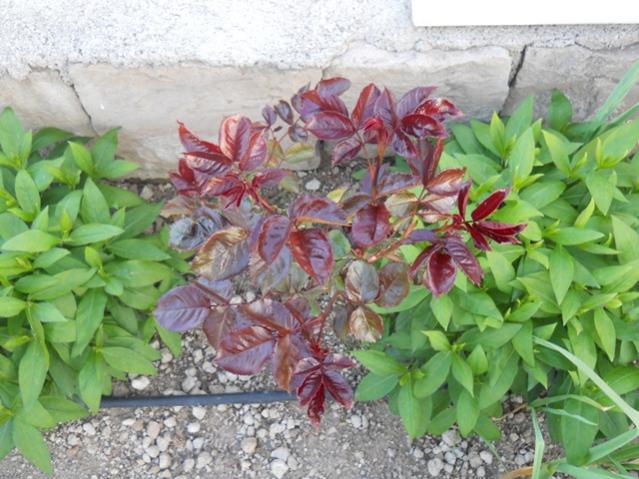 Name:  DSCN5755.jpg
Views: 1004
Size:  58.9 KB