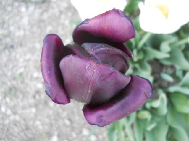 Name:  DSCN5758.jpg
Views: 973
Size:  30.1 KB