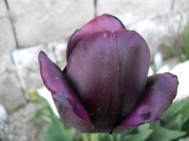 Name:  DSCN5759.jpg
Views: 942
Size:  27.2 KB