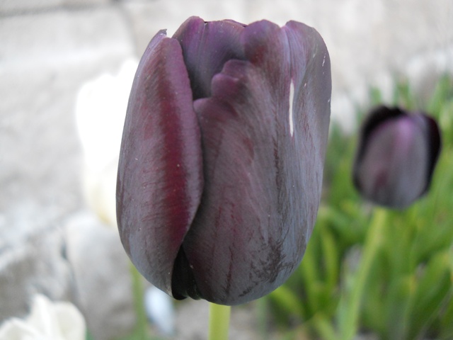 Name:  DSCN5761.JPG
Views: 946
Size:  68.1 KB