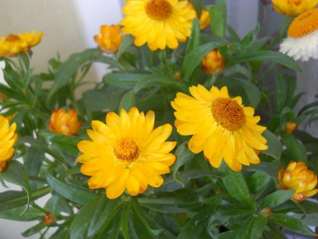 Name:  DSCN5772.jpg
Views: 1110
Size:  39.4 KB