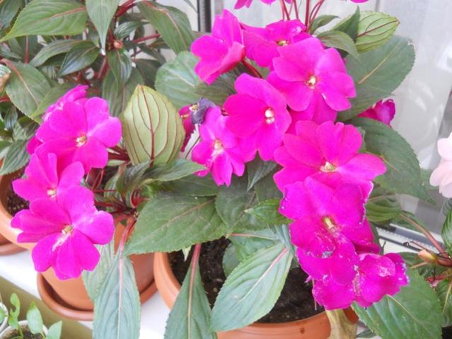 Name:  DSCN5771.jpg
Views: 983
Size:  52.2 KB