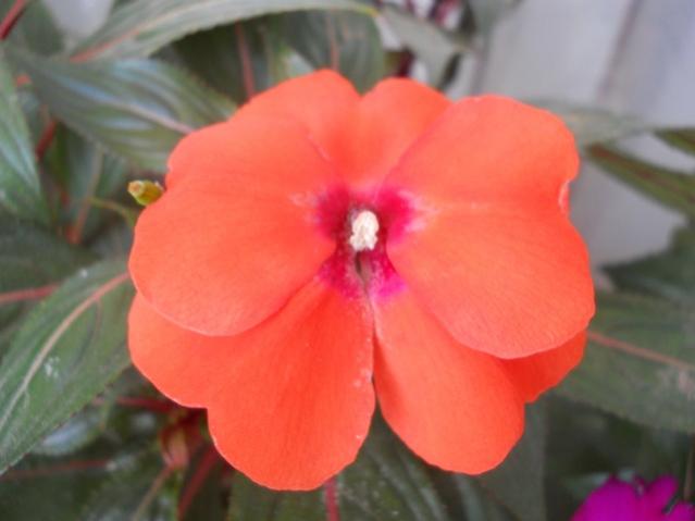 Name:  DSCN5774.jpg
Views: 949
Size:  25.8 KB
