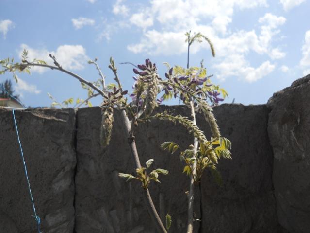 Name:  DSCN5786.jpg
Views: 946
Size:  36.7 KB