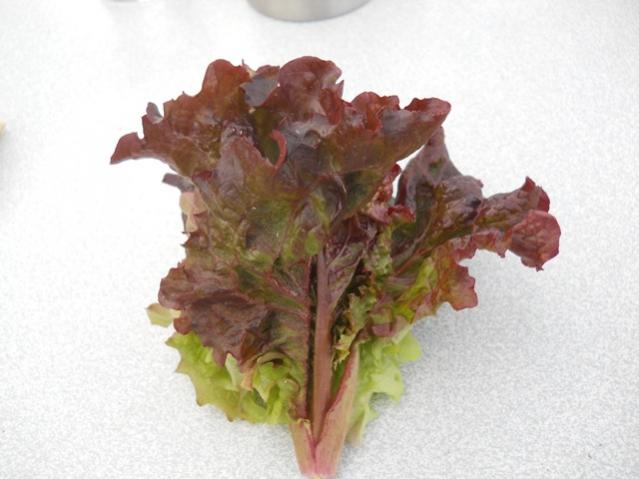 Name:  DSCN5797.jpg
Views: 949
Size:  36.8 KB