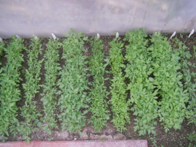 Name:  DSCN5802.jpg
Views: 1010
Size:  53.1 KB