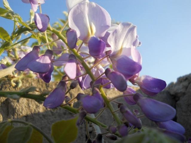 Name:  DSCN5808.jpg
Views: 916
Size:  38.0 KB
