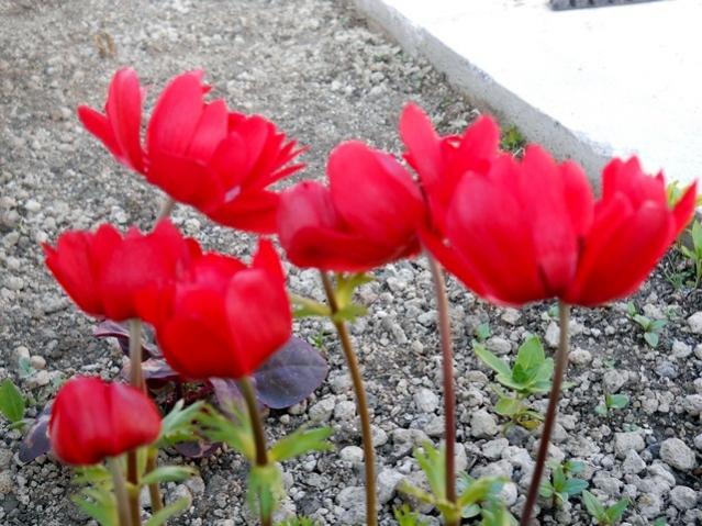 Name:  DSCN5810.jpg
Views: 934
Size:  61.3 KB