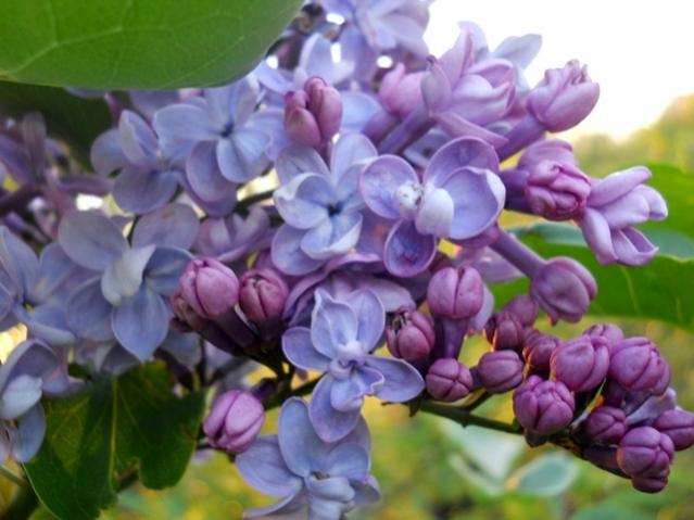 Name:  DSCN5840.jpg
Views: 849
Size:  41.7 KB