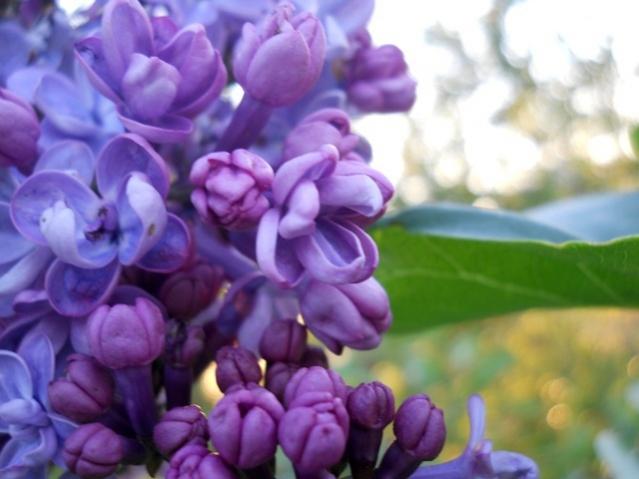 Name:  DSCN5841.jpg
Views: 851
Size:  36.3 KB