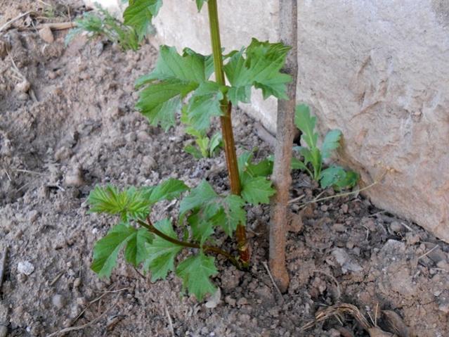 Name:  DSCN5870.jpg
Views: 863
Size:  64.8 KB