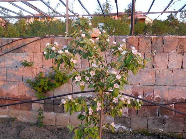 Name:  DSCN5861.jpg
Views: 847
Size:  68.0 KB
