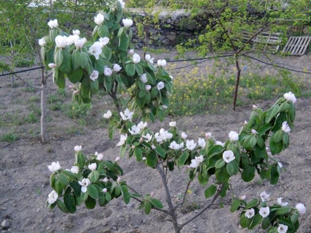 Name:  DSCN5873.jpg
Views: 853
Size:  67.5 KB