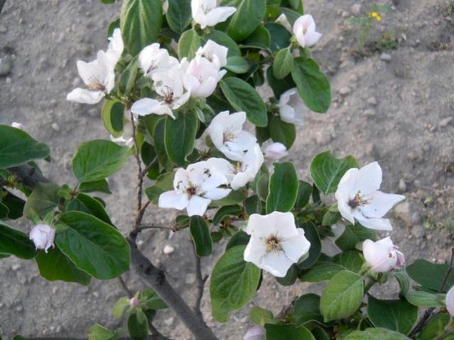 Name:  DSCN5876.jpg
Views: 833
Size:  50.8 KB
