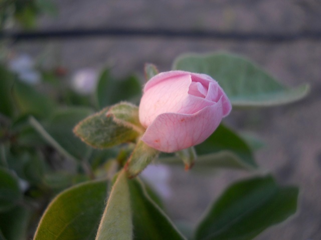 Name:  DSCN5868.JPG
Views: 796
Size:  58.2 KB
