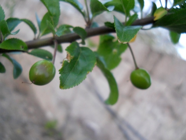 Name:  DSCN5872.JPG
Views: 840
Size:  69.8 KB
