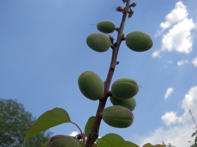 Name:  DSCN5922.JPG
Views: 735
Size:  66.1 KB