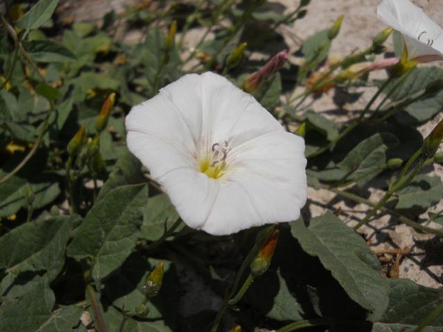 Name:  DSCN5987.jpg
Views: 1363
Size:  39.1 KB