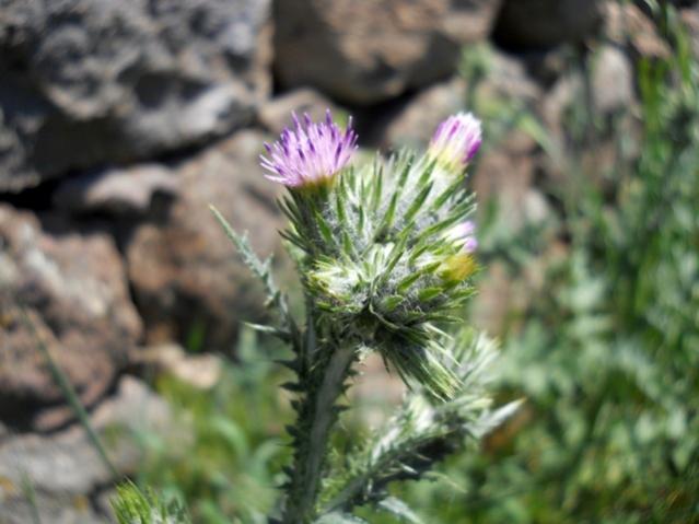 Name:  DSCN5983.jpg
Views: 1217
Size:  39.3 KB