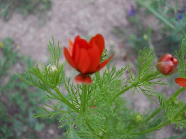 Name:  DSCN6107.jpg
Views: 1524
Size:  32.9 KB