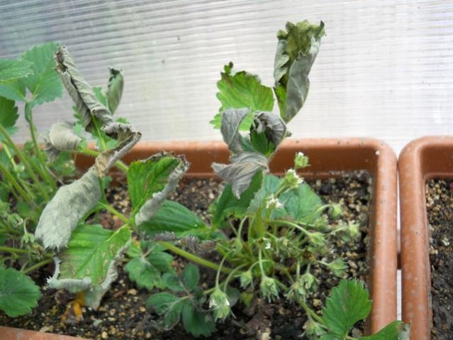 Name:  DSCN6021.jpg
Views: 1155
Size:  51.7 KB