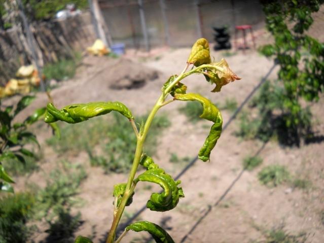 Name:  DSCN6020.jpg
Views: 1138
Size:  42.2 KB