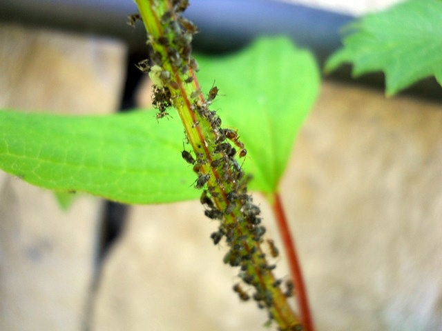 Name:  DSCN6026.JPG
Views: 1214
Size:  68.3 KB