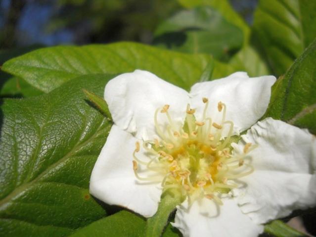 Name:  DSCN6077.jpg
Views: 1101
Size:  34.7 KB