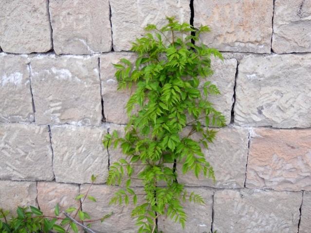 Name:  DSCN6084.jpg
Views: 1363
Size:  57.7 KB