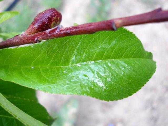 Name:  DSCN6100.jpg
Views: 1273
Size:  37.4 KB