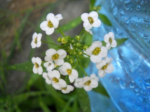 Name:  DSCN6141.jpg
Views: 1029
Size:  33.9 KB
