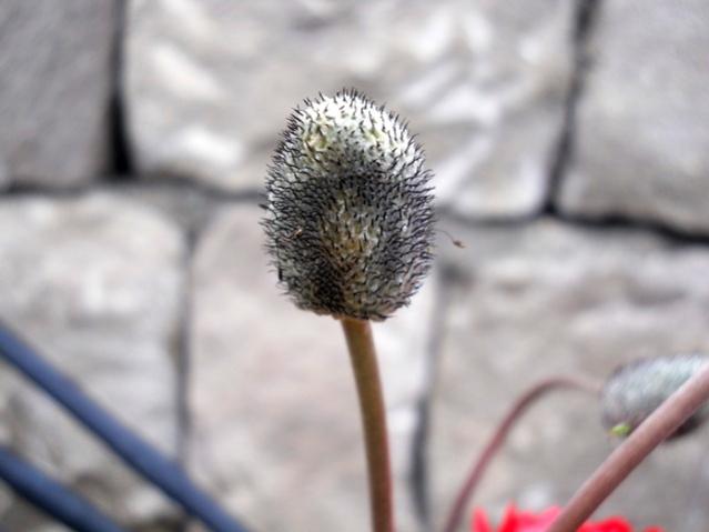Name:  DSCN6155.jpg
Views: 830
Size:  28.3 KB