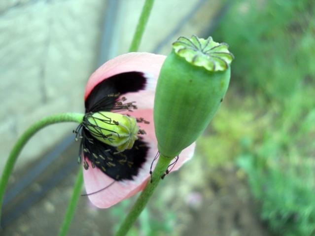 Name:  DSCN6190.jpg
Views: 848
Size:  28.5 KB