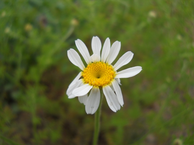 Name:  DSCN6158.JPG
Views: 874
Size:  64.5 KB