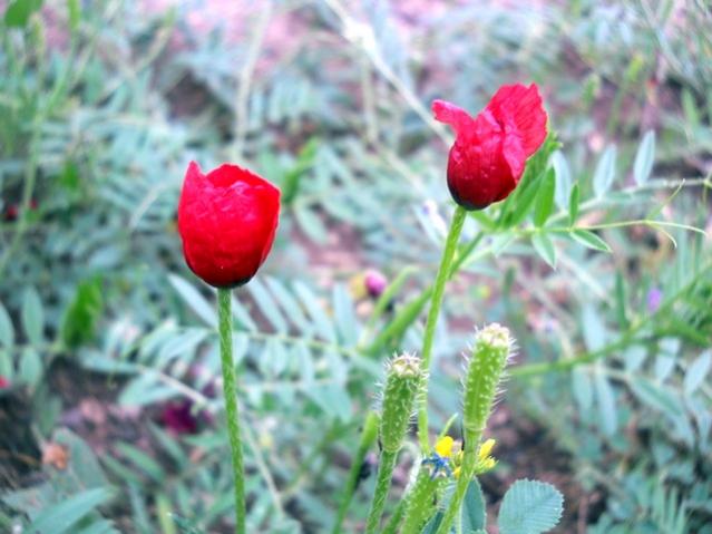 Name:  DSCN6159.jpg
Views: 839
Size:  44.2 KB