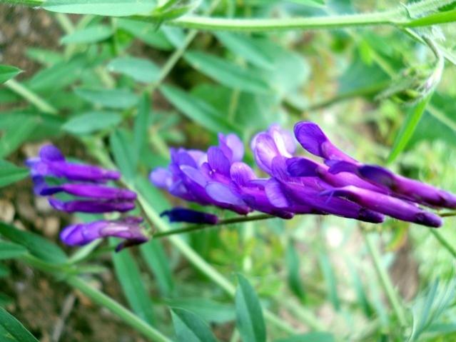 Name:  DSCN6160.jpg
Views: 824
Size:  41.7 KB
