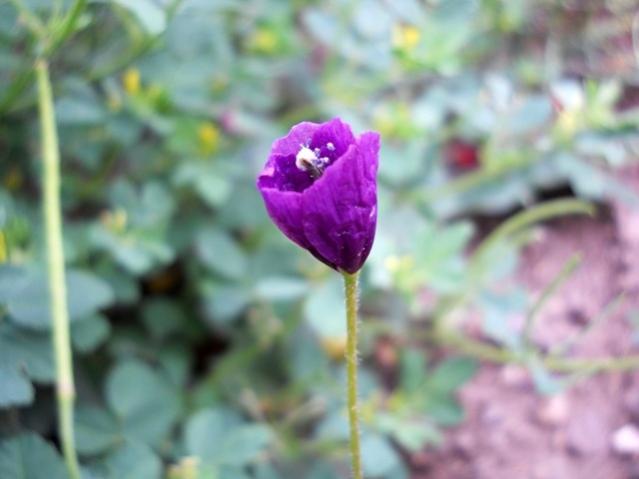 Name:  DSCN6165.jpg
Views: 801
Size:  30.3 KB