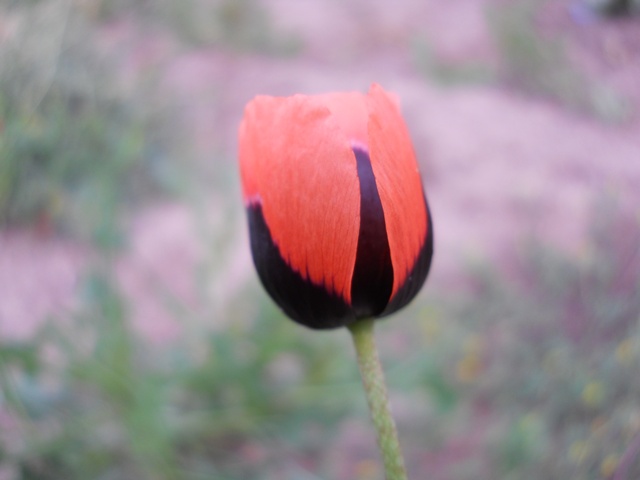 Name:  DSCN6163.JPG
Views: 791
Size:  53.4 KB