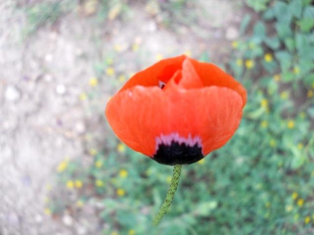 Name:  DSCN6168.jpg
Views: 790
Size:  28.9 KB