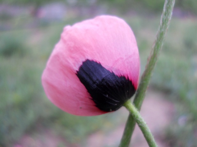Name:  DSCN6171.JPG
Views: 792
Size:  58.0 KB