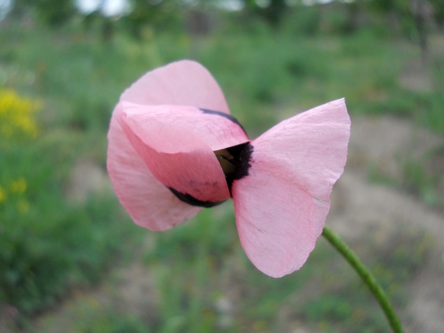 Name:  DSCN6161.JPG
Views: 800
Size:  62.4 KB
